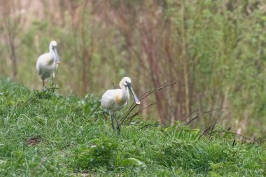 Avrasya Kaşıkçılar Grubu (Platalea leucorodia) Ortak Kaşık