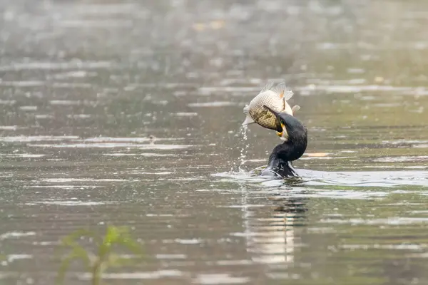 Большой баклан с рыбой (Phalacrocorax Carbo) — стоковое фото