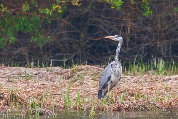 Av Gri Balıkçıl (Ardea cinerea) Gri Balıkçıl Sınırı — Stok fotoğraf