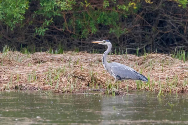 La Garza Gris Cazadora (Ardea cinerea) Garza Gris Aguas Borde — Foto de Stock