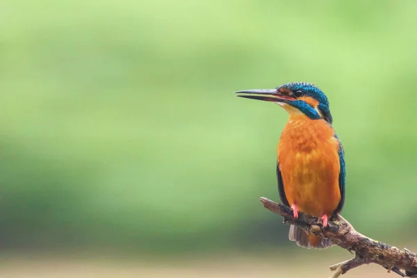 Обыкновенный Кингфишер (Alcedo atthis) Eurasian Kingfisher Bird sitti — стоковое фото