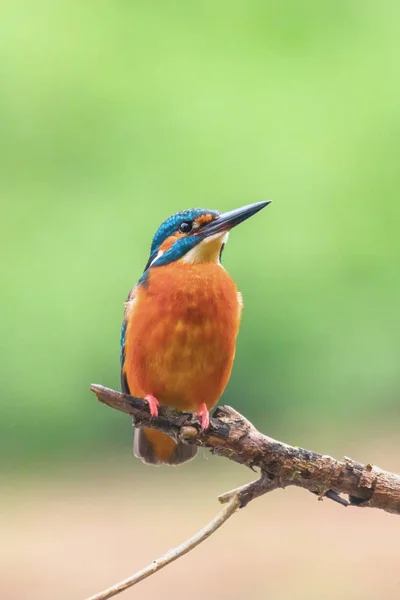 Eisvogel (alcedo atthis) eurasischer Eisvogel sitti — Stockfoto