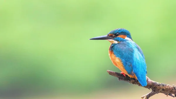 Kingfisher comum (Alcedo atthis) Eurasian Kingfisher Bird sitti — Fotografia de Stock