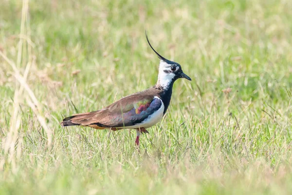 Lapwing, Northern Lapwing na grama (Vanellus vanellus) Peewi — Fotografia de Stock