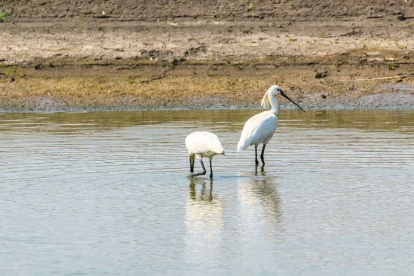 Евразийская ложка стоит на мелководье (Platalea leuco — стоковое фото