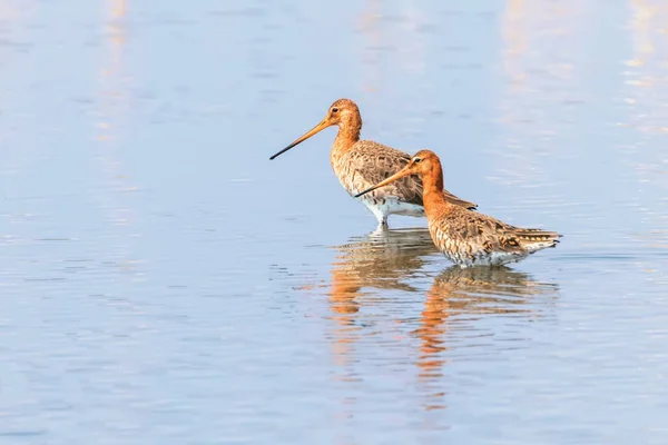 Black Tail Godwit (Limosa limosa) Wader Birds Foraging in shal — Fotografia de Stock