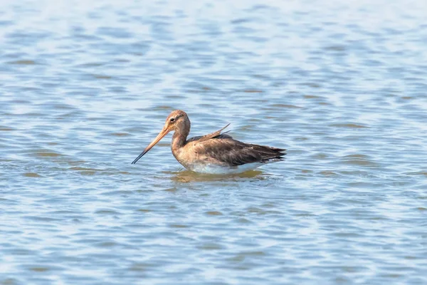 Negro cola Godwit (Limosa limosa) avistamiento de aves zancudas en debe — Foto de Stock