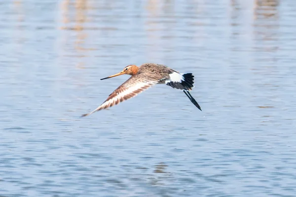 Black Tail Godwit (Limosa limosa) Pássaros Wader em voo — Fotografia de Stock