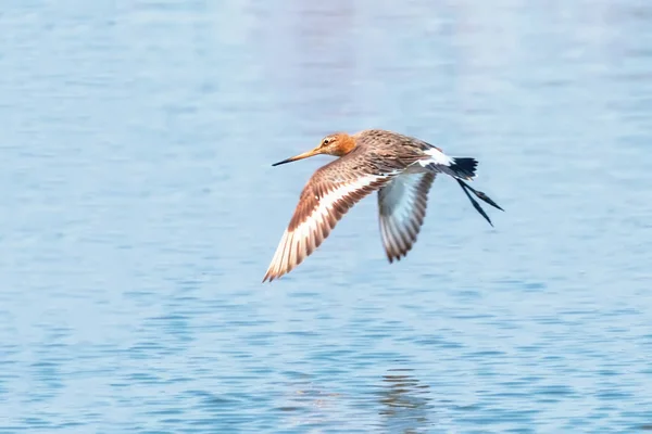 Black Tail Godwit (Limosa limosa) Pássaros Wader em voo — Fotografia de Stock