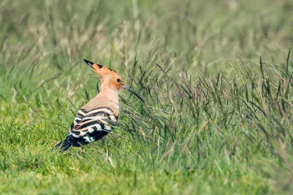 Hoopoe, Hoopoe comum (épocas Upupa) Hoopoe eurasiático — Fotografia de Stock