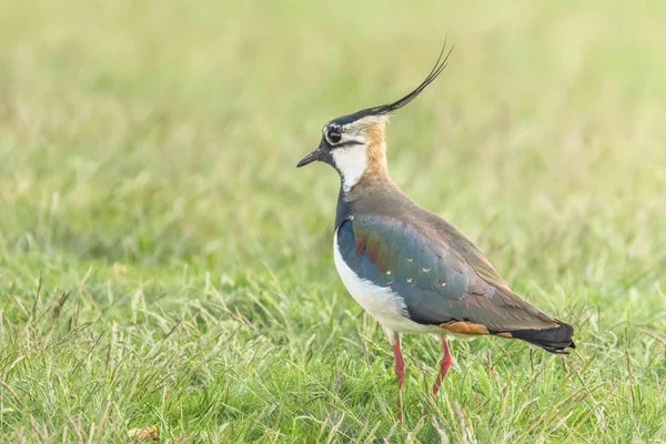 Lapwing, Severní Lapwing v trávě (Vanellus Vanellus) kukátka — Stock fotografie