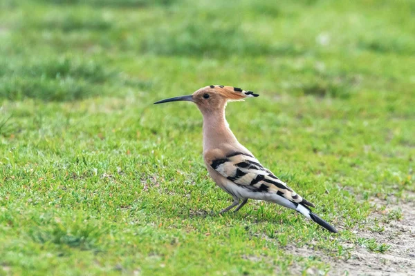 Wiedehopf, Gewöhnlicher Wiedehopf (Upupa epops) — Stockfoto