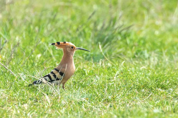 Hoopoe, Hoopoe común (Upupa epops) Hoopoe euroasiático — Foto de Stock