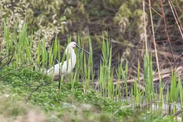 Avrasya Kaşığı Tasarısı (Platalea lucorodia) Yaygın Kaşık Faturası — Stok fotoğraf