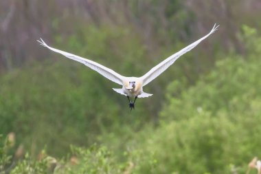 Uçarken Avrasya veya Ortak Beyaz Kaşıkçı, (Platalea leucorod