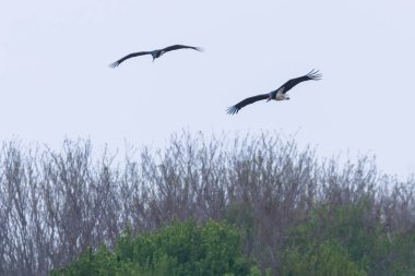 Uçuş bahar göç Siyah Leylek (Ciconia nigra) Çifti