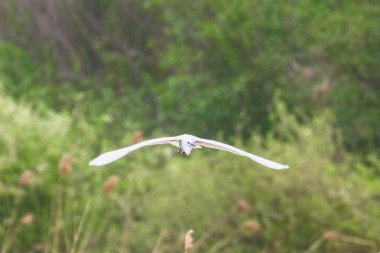 Küçük Akbalıkçıl (Egretta garzetta) Küçük Beyaz Balıkçıl