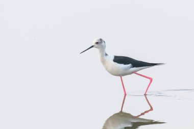 Sığ Su Yansıması siyah kanatlı stilt (Himantopus himan