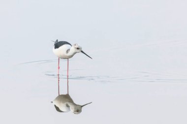 Sığ Su Yansıması siyah kanatlı stilt (Himantopus himan
