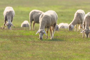 Koyun sürüsü, tarlada koyun sürüsü