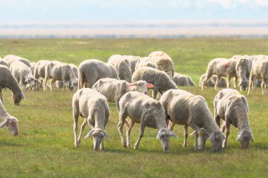 Koyun sürüsü, tarlada koyun sürüsü