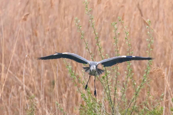 Garza Gris aterrizaje (ardea herodias) Garza Cabeza Gris — Foto de Stock