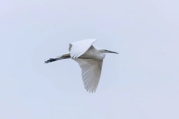 Gran leglado volador (Ardea alba) Gran garza blanca — Foto de Stock