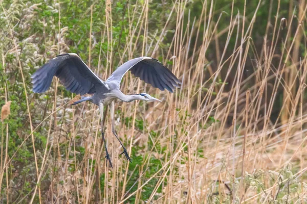 Czapla szara lądująca (ardea herodias) Czapla szara — Zdjęcie stockowe