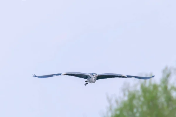 Czapla szara Lot (ardea herodias) Czapla szara — Zdjęcie stockowe