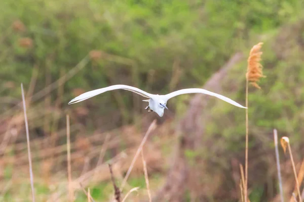 Petite aigrette en vol (Egretta garzetta) Petit héron blanc — Photo