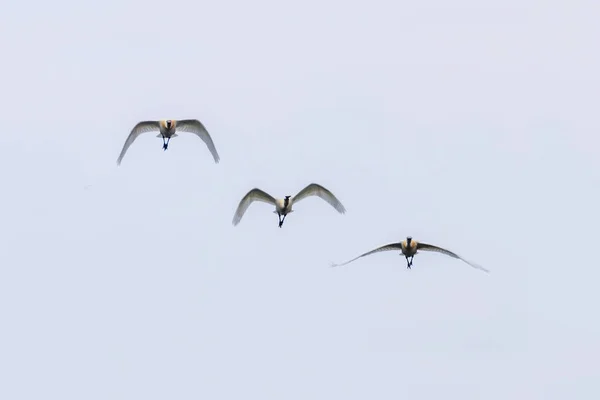 Colheres brancas euroasiáticas ou comuns em voo, (Platalea leucoro — Fotografia de Stock