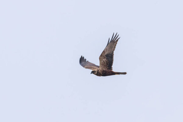 Western Marsh Harrier in flight (Circus Aeruginosus) 