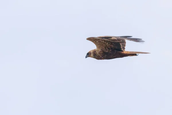 Western Marsh Harrier en vuelo (Circus Aeruginosus) —  Fotos de Stock