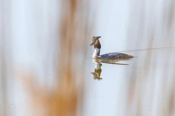 Stor kråka på vatten (Podiceps cristatus) — Stockfoto