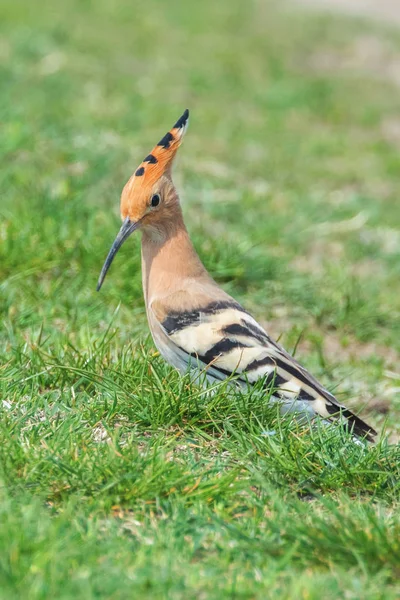 Hoopoe, Common Hoopoe (Upupa epops) Eurasian Hoopoe — Stock Photo, Image