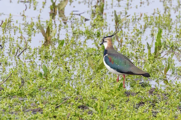 Lapwing, Northern Lapwing in Shallow Water (Vanellus vanellus) — Stock Photo, Image