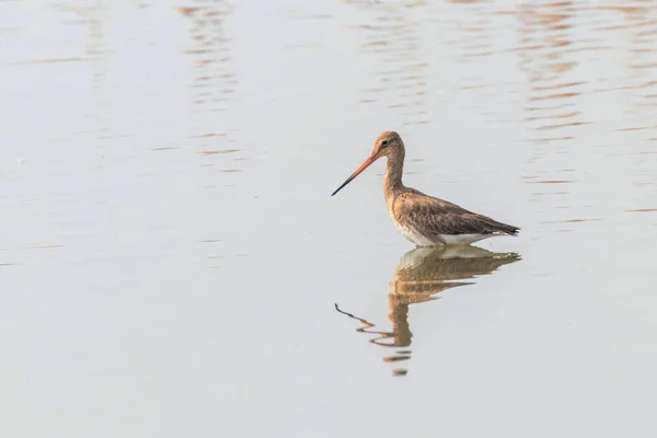 Black Tail Godwit (Limosa limosa) Wader Bird Foraging in shall — Fotografia de Stock