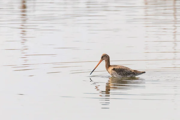 Black Tail Godwit (Limosa limosa) Wader Bird Foraging in shall — Fotografia de Stock