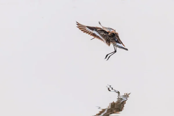 Caballo negro (Limosa limosa) Aves zancudas en vuelo — Foto de Stock