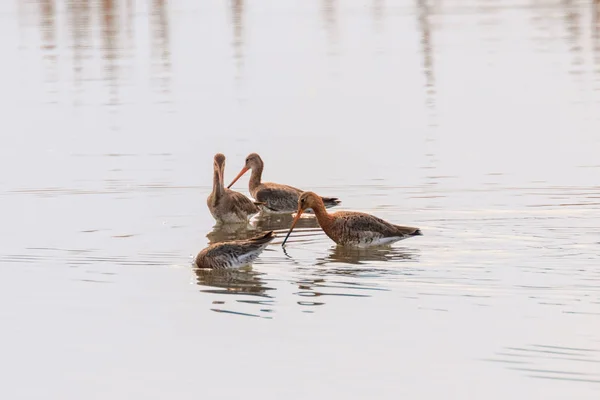 黑尾神威（利莫萨利莫萨） 韦德鸟类在沙尔觅食 — 图库照片