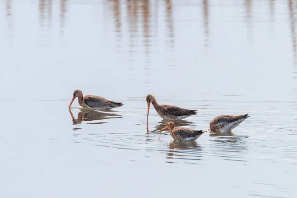 Tourterelle à queue noire (Limosa limosa) Oiseaux échassiers Nourrissant dans le shal — Photo