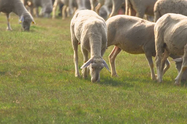 Flock of sheep, sheep on field — Stock Photo, Image