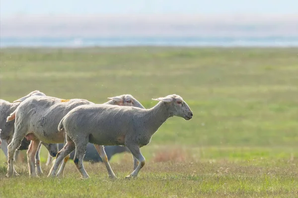 Flock of sheep, sheep on field — Stock Photo, Image