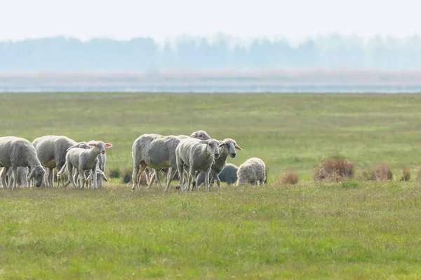 Flock av får, får på fältet — Stockfoto