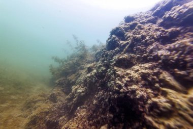 Sualtı Tatlısu Flora Nehirleri, Göller, Gölet, Sualtı Flo