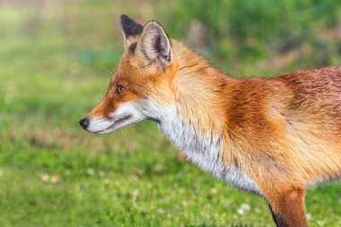 Kırmızı Tilki Yakın Portre (Vulpes vulpes)