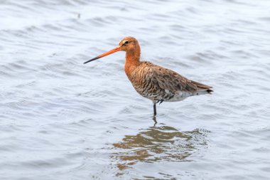 Siyah Kuyruklu Godwit (Limosa limosa) Wader Bird Yem olacak