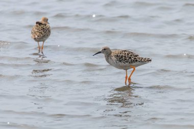 Ruff Wader Bird (Philomachus pugnax) Su ruff