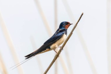 Reed 'in Barn Swallow' u (Hirundo rustica)