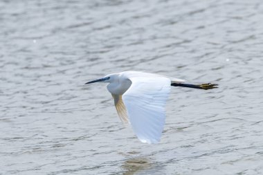 Küçük Akbalıkçıl (Egretta garzetta) Küçük Beyaz Balıkçıl